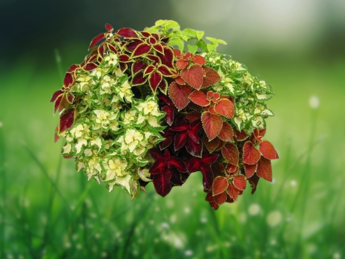 Coleus Rainbow Mix 500 Seeds | Colorful Foliage Plant | Indoor Outdoor Garden