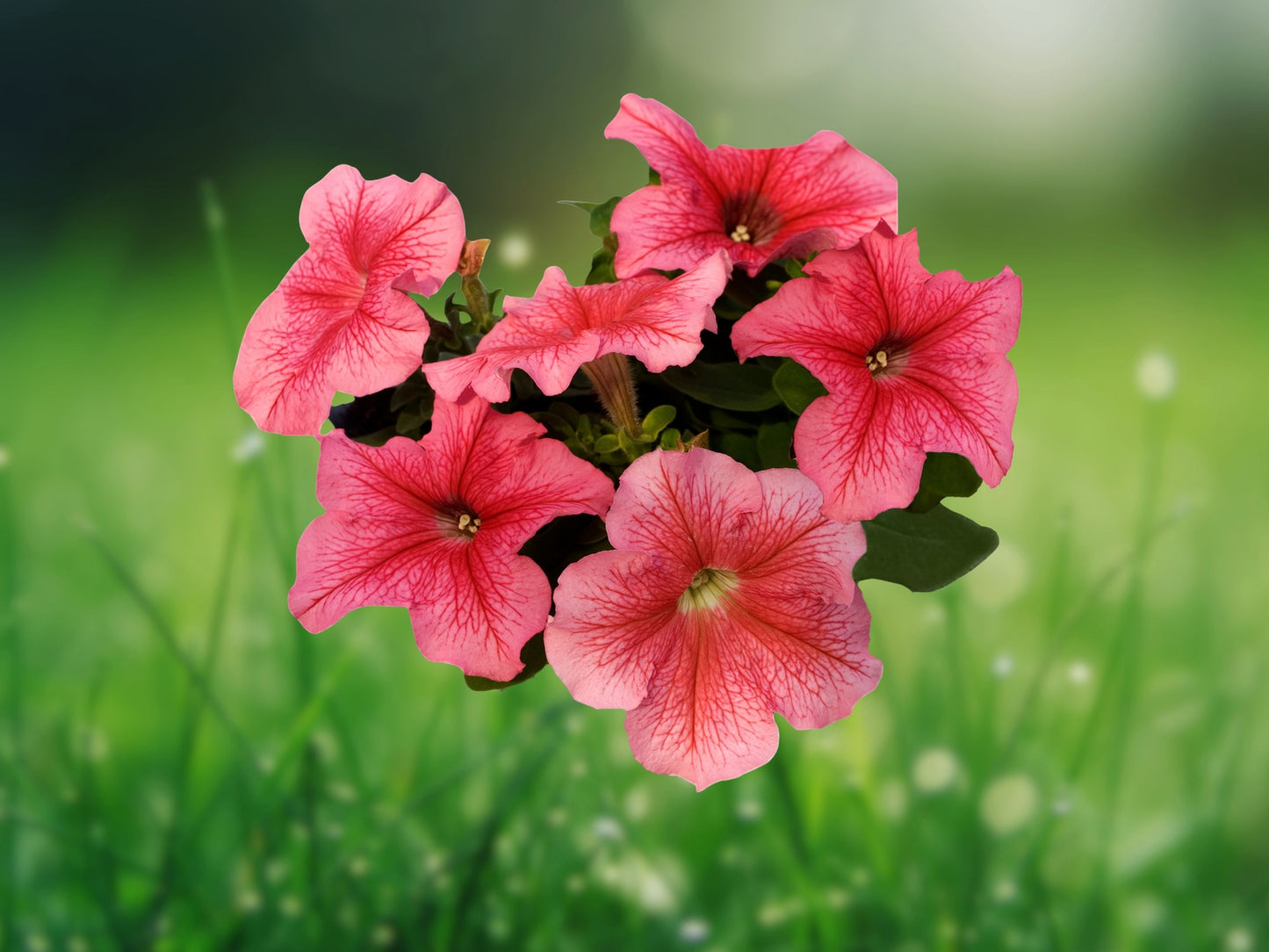 50 Bi Color Pink Petunia Seeds - Flower Perennial Annual Seed