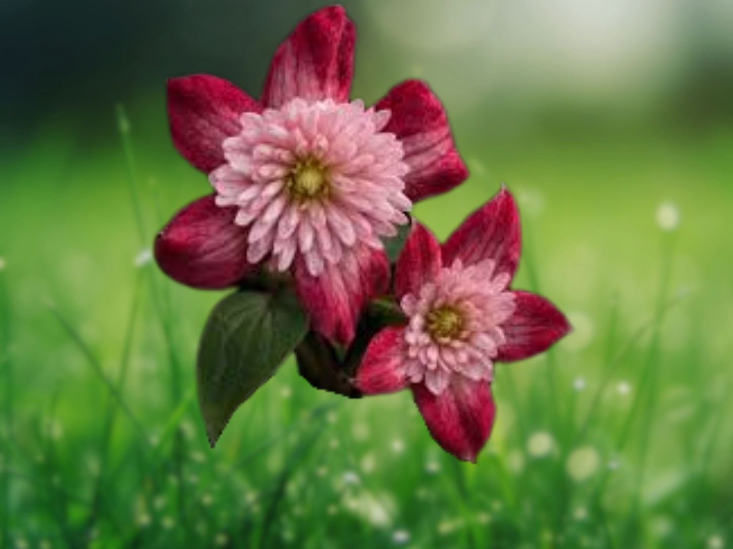 25 Double Red Clematis Seeds Large Bloom Climbing Perennial Vine