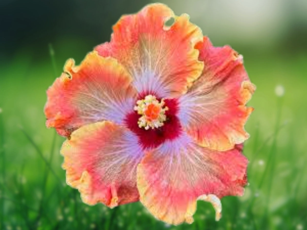 20 Orange Red Hibiscus Seeds for Planting – Perennial Flower Seeds