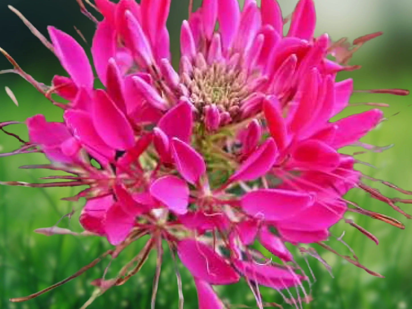100 Flamingo Spider Seeds - Cleome Spinosa Perennial Flower