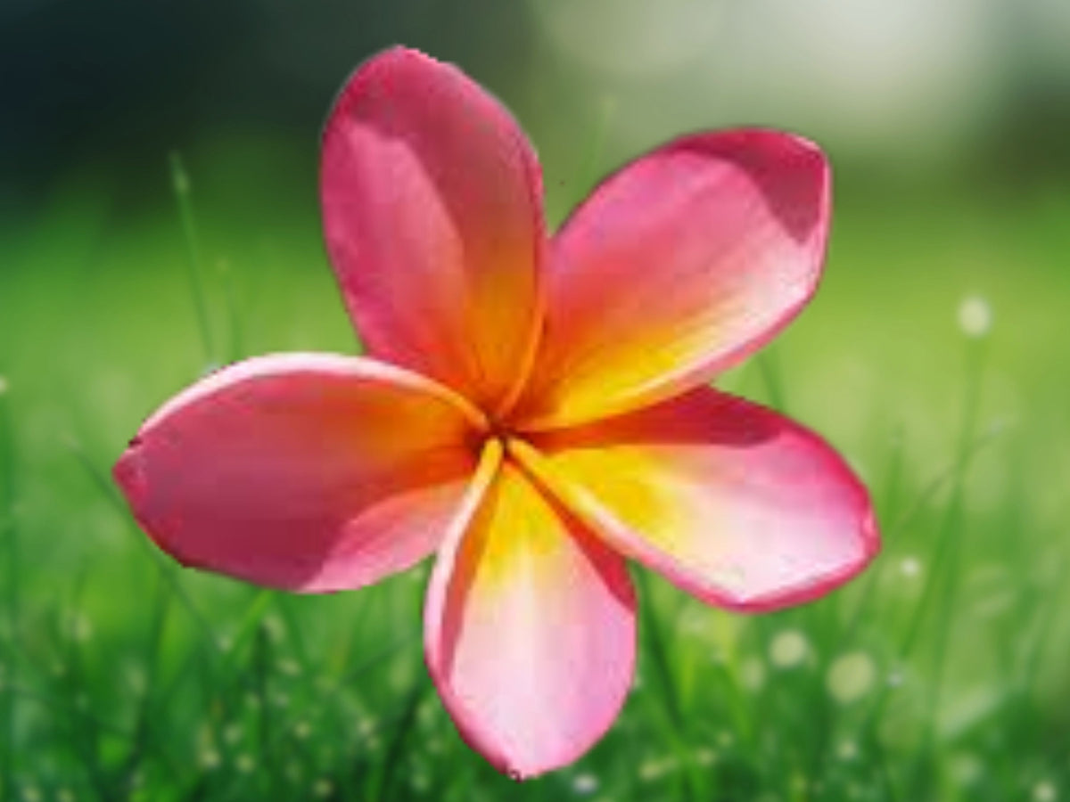 5 Pink Yellow Plumeria Seeds - Fragrant Perennial Flower Seeds