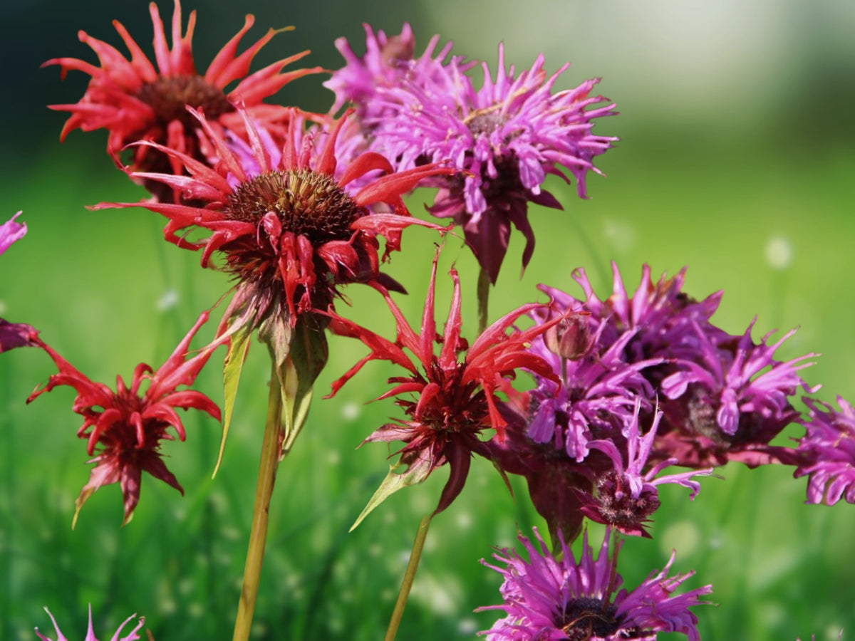 25 American Sunset Dahlia Seeds - Perennial Flower Seeds for Planting