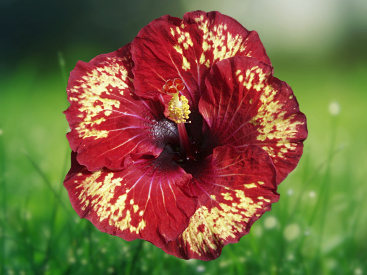 20 Yellow Red Hibiscus Seeds - Perennial Flower Seeds for Planting