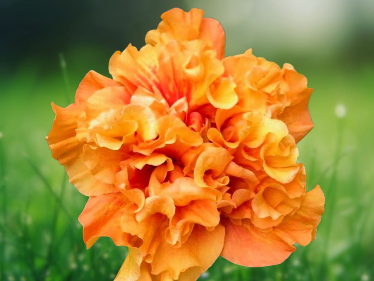 20 Double Yellow Orange Hibiscus Seeds – Perennial Flower Seeds for Planting