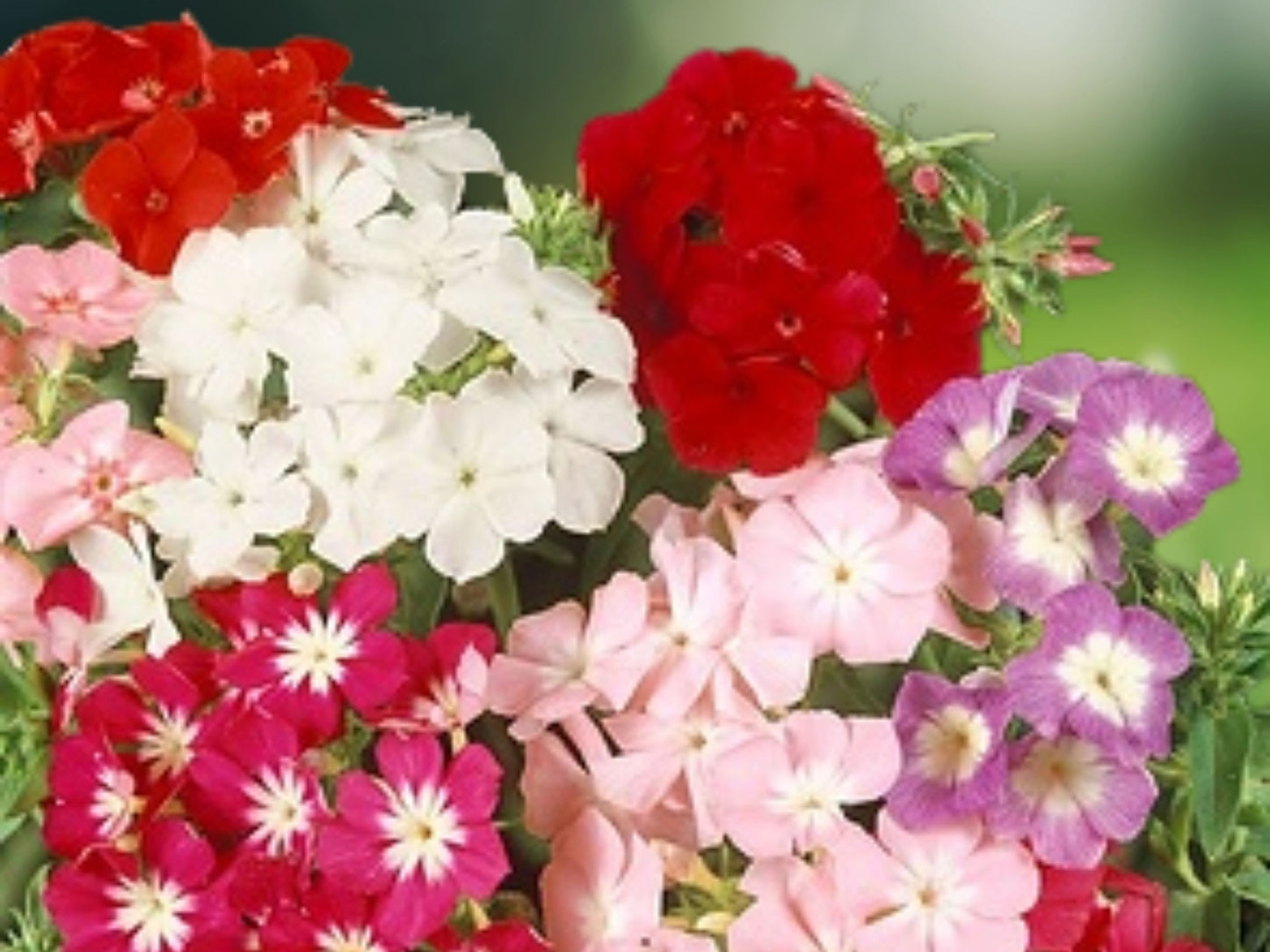 50 Dwarf Mix Phlox Seeds Flower Perennial Seed Flowers Bee Butterfly