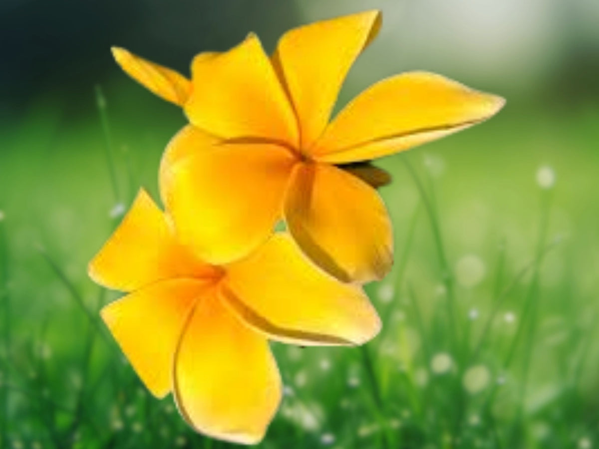 5 Bright Yellow Plumeria Seeds - Perennial Flower Seeds for Planting