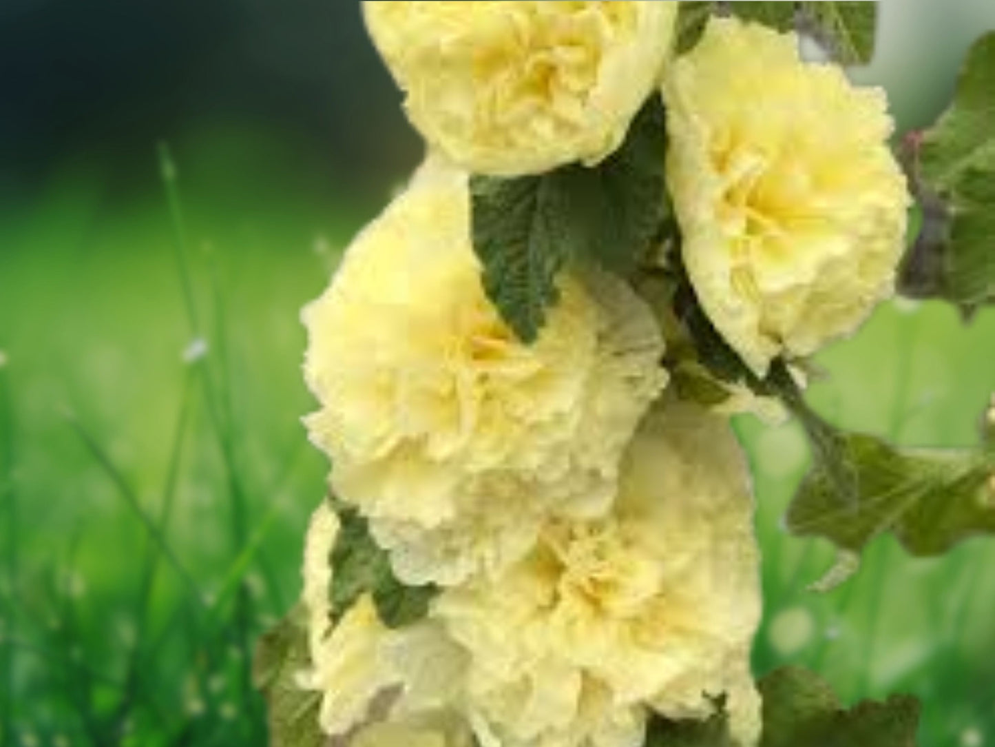 25 Seeds Golden Yellow Hollyhock Perennial Flower Alcea Rosea Cottage Garden Tall