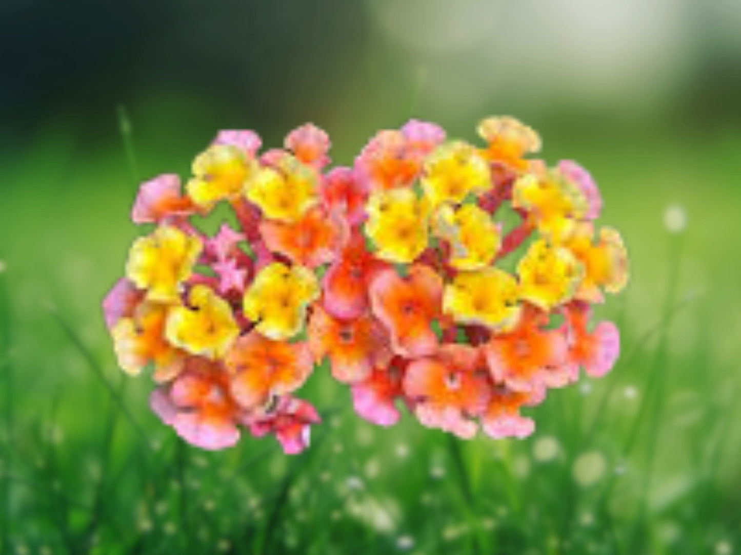 50 Pink Orange Verbena Seeds - Perennial Wildflower, Spring Bloom, Attracts Butterflies, Easy to Grow