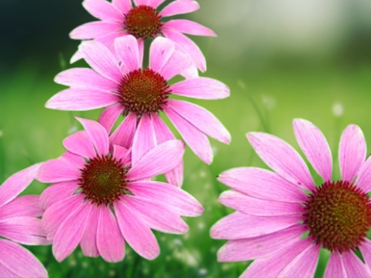 50 Giddy Pink Coneflower Seeds – Echinacea Perennial Flower Seeds for Planting