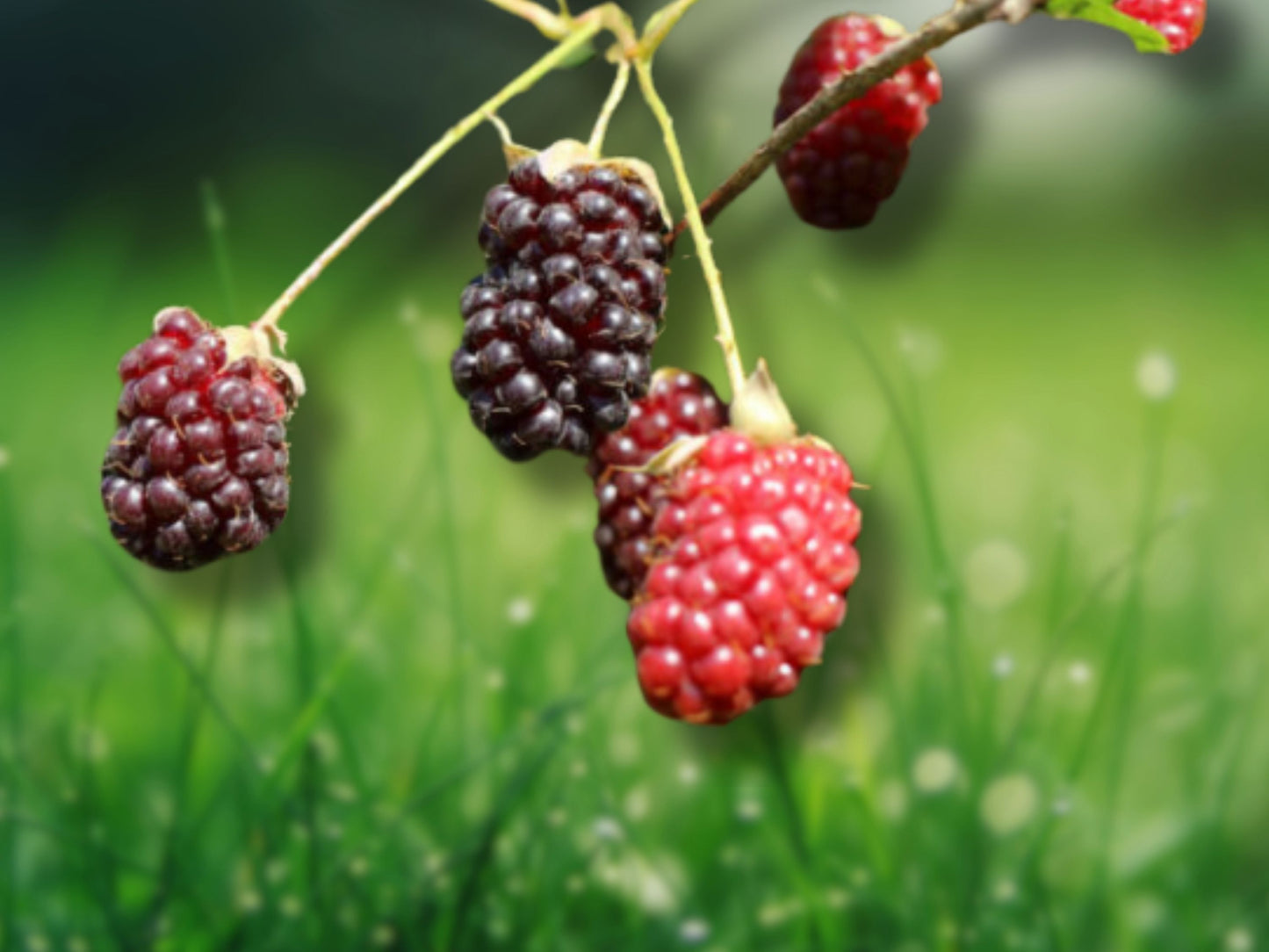 Boysenberry Plant - Live Vine Berry Plant for Garden Fast Shipping