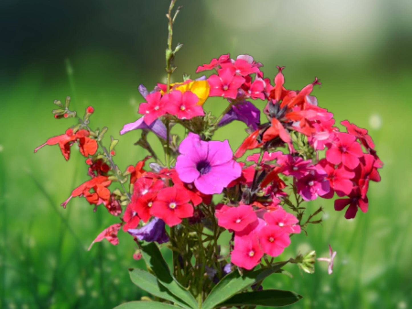 200+ Blanket Flower Seeds Hummingbird Mix | Perennial Sunflower | Autumn Blooms