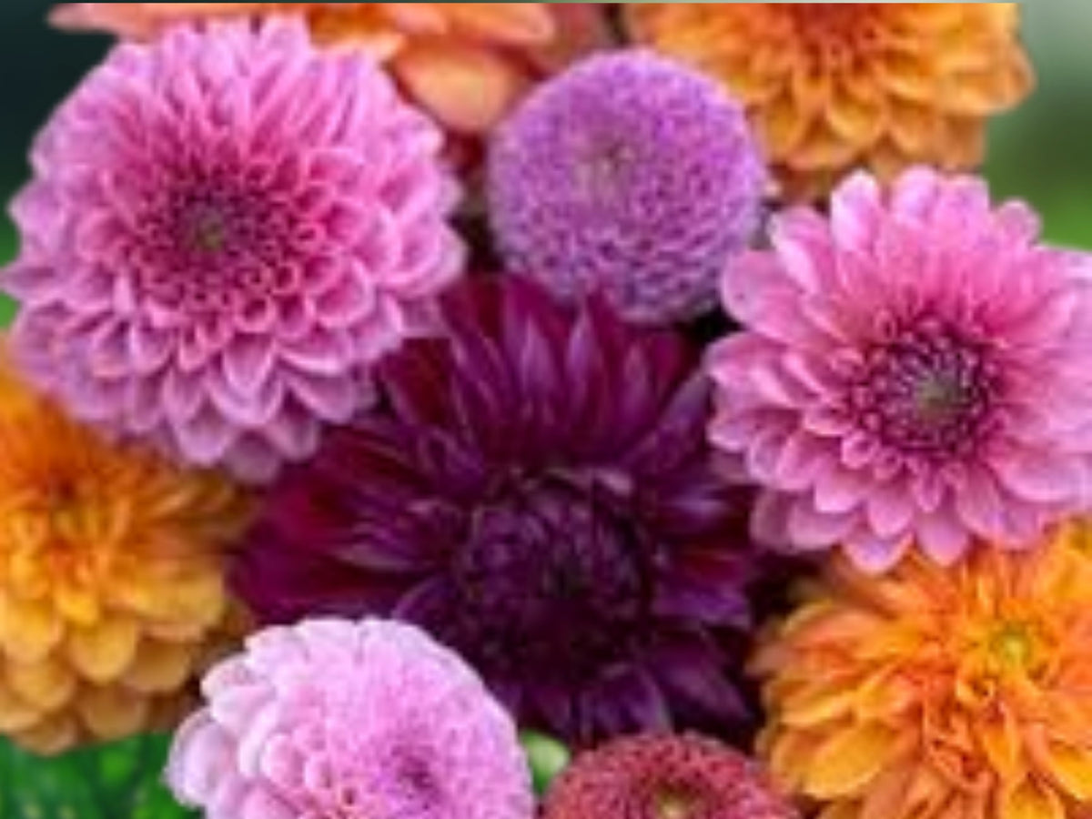 25 Seeds Dahlia Spring Mix Perennial Flowering Blooms