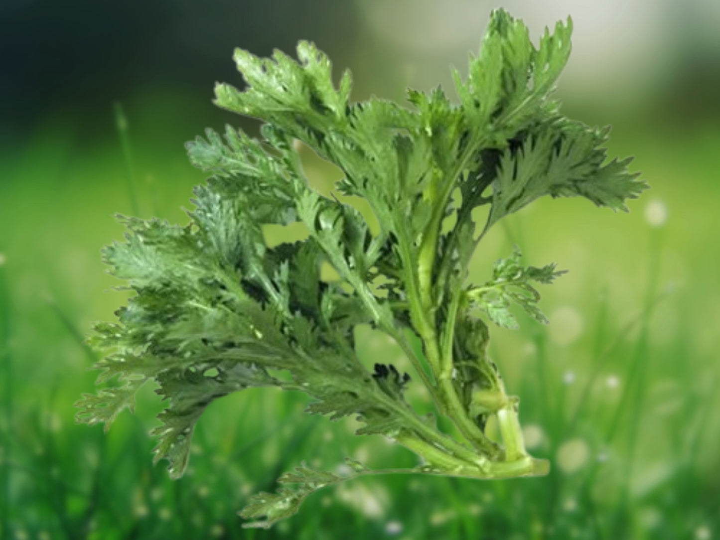 200 Shungiku Seeds - Chrysanthemum Greens, Tong Ho, Edible Garland Chrysanthemum Seeds