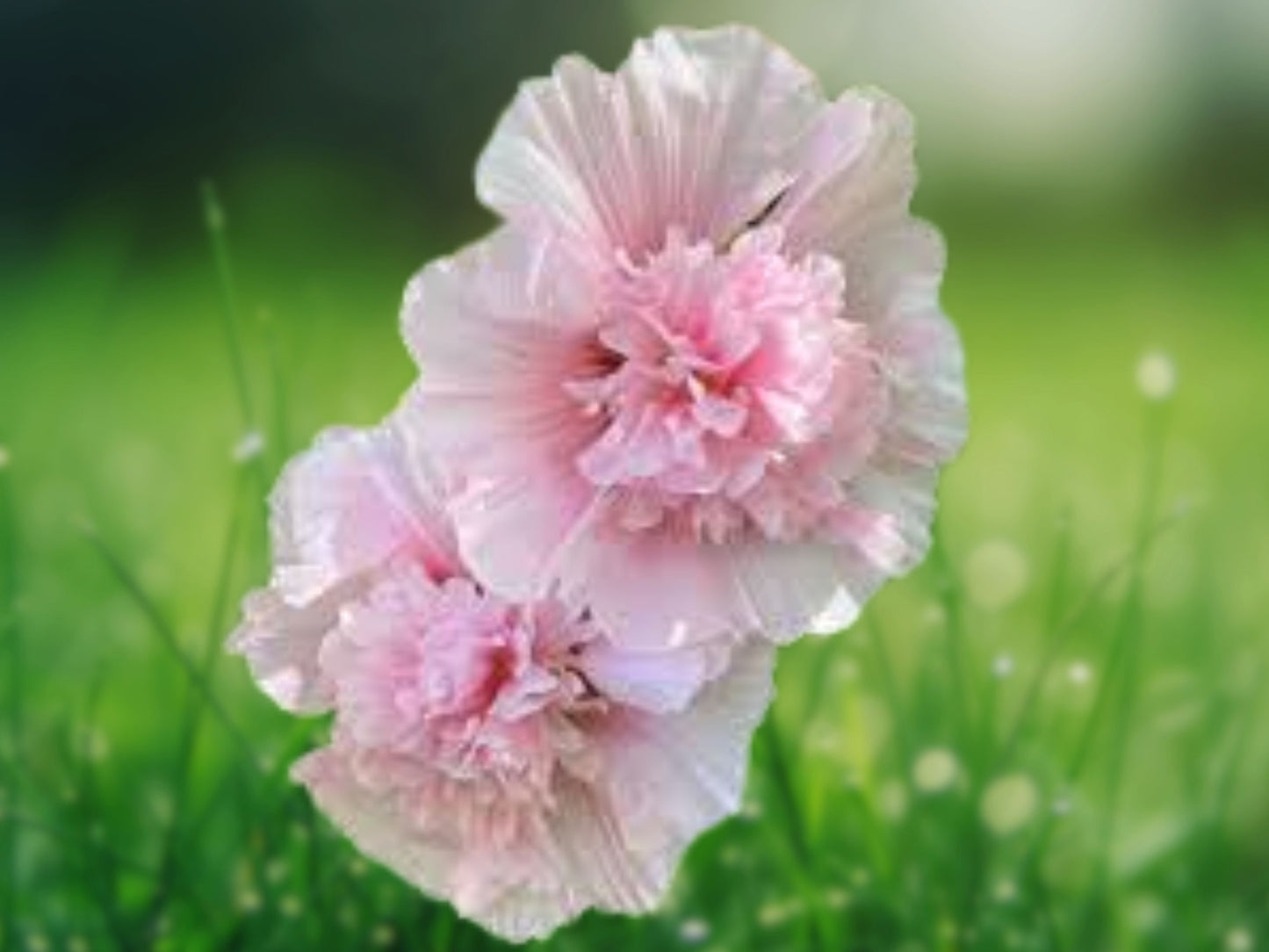25 Seeds Carnival Pink Hollyhock Perennial Flower