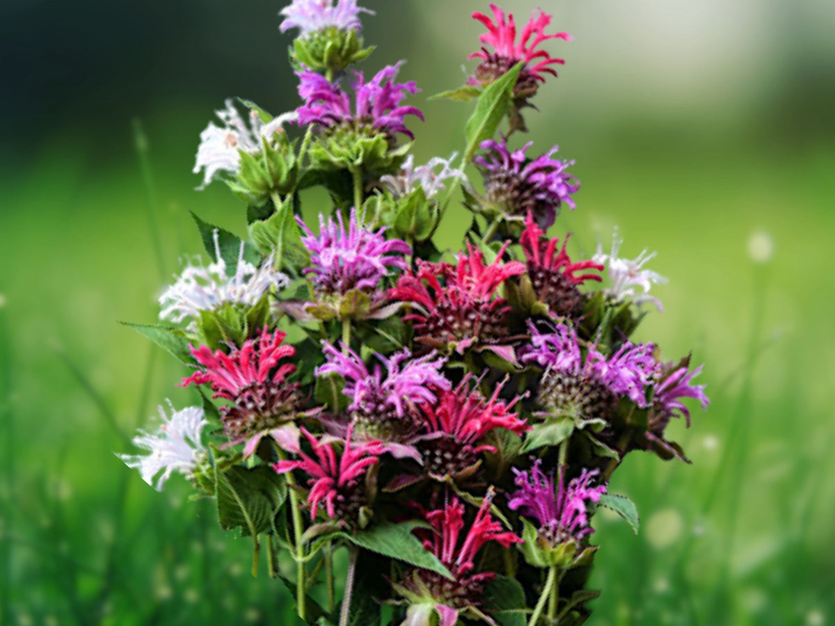 100 Bright Red Bee Balm Seeds - Hummingbird Flower for Planting