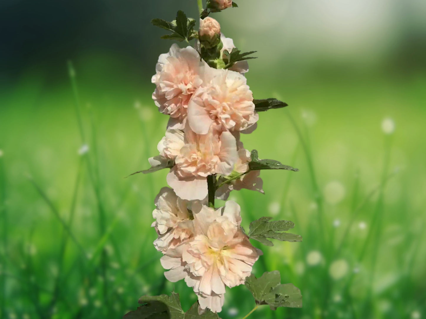 25 Seeds Hollyhock Double Champagne Perennial Flower Tall Heirloom Cut Flower Garden