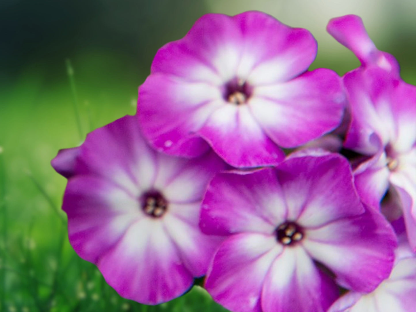50 Cover Girl Phlox Seeds Perennial Flower Seed Butterfly Garden