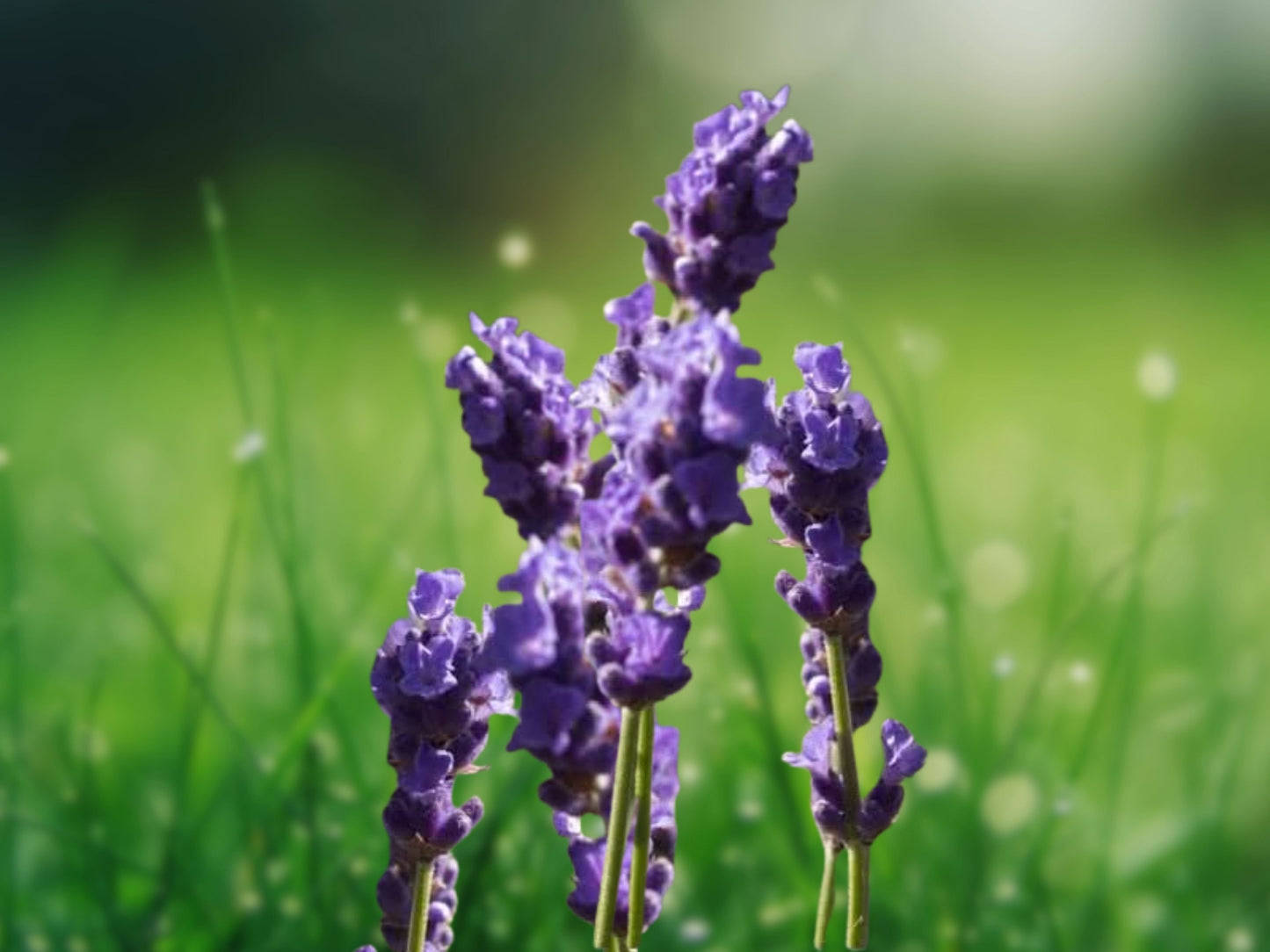 200+ Lavender Vera Seeds - Perennial Mosquito Repellent Plants, Non-GMO USA Grown