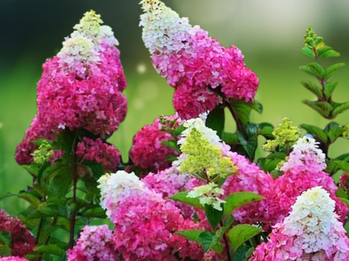 5 Seeds Hydrangea Berry White - Perennial Garden Shrub Flower Seed