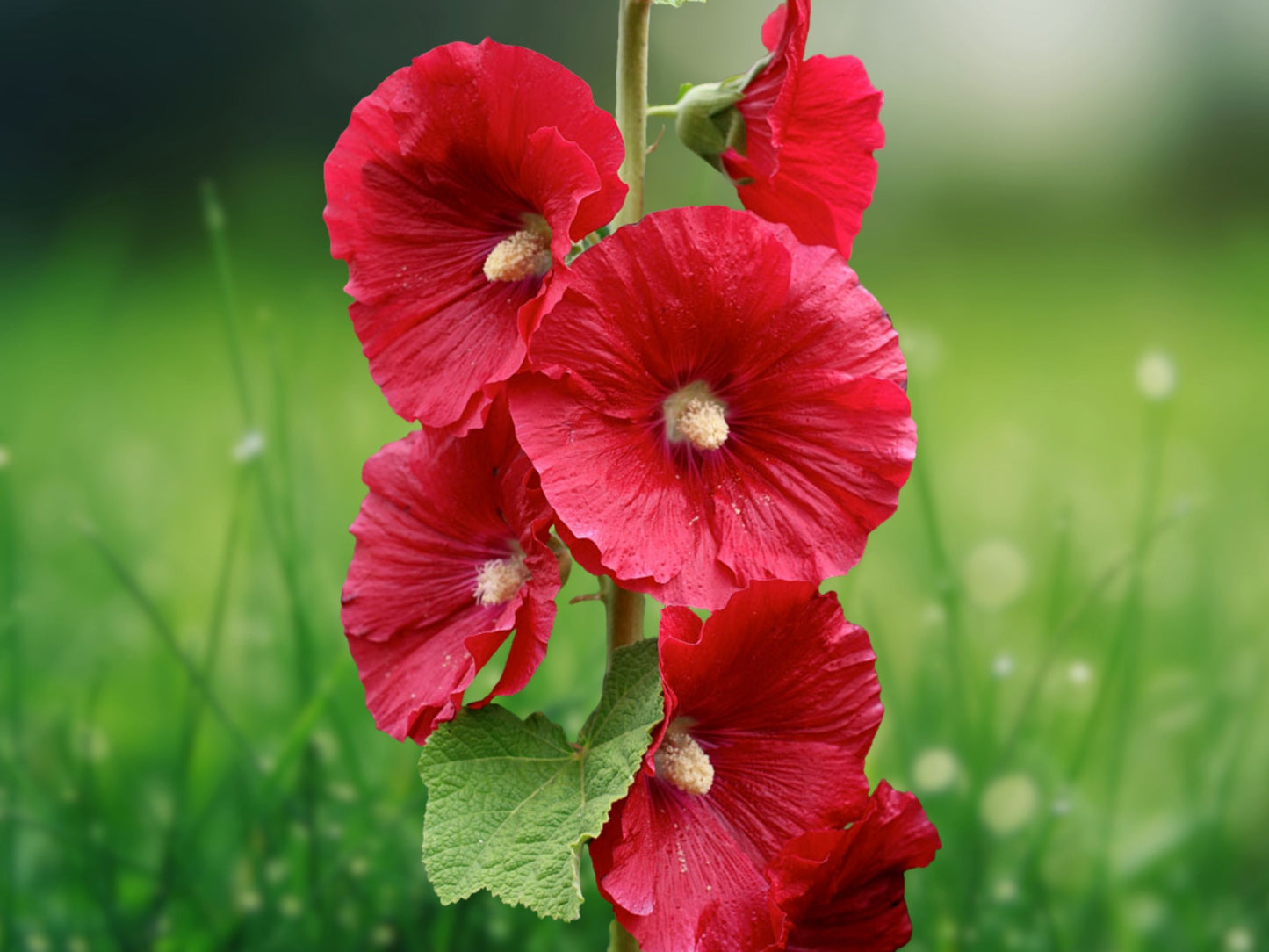 25 Seeds Bright Red Hollyhock Perennial Flower Seed