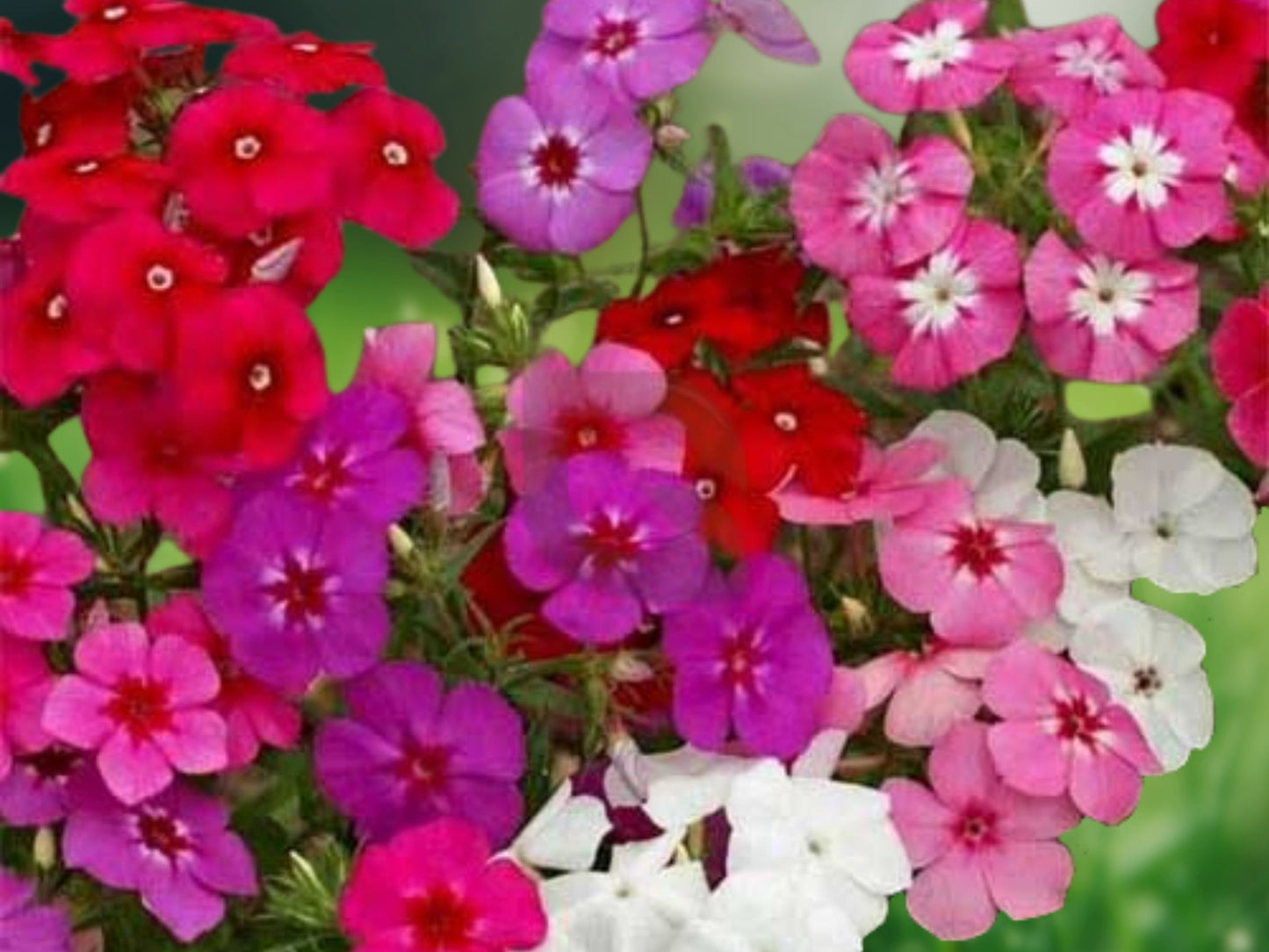 50 Dwarf Sing Mix Phlox Seeds - Perennial Flower Seeds for Butterfly Garden