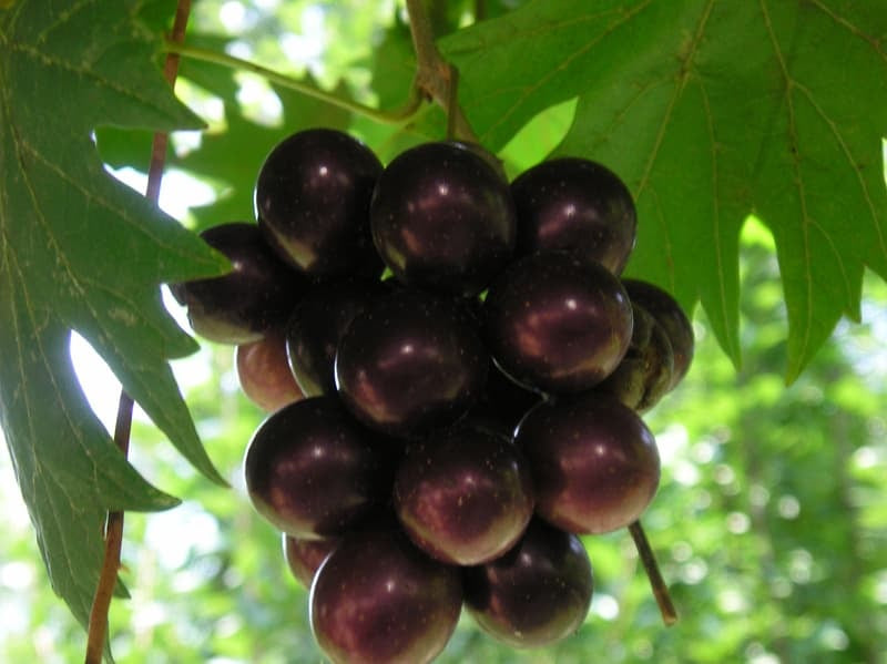 1 Plant Vitis 'Southern Home' Muscadine Hybrid Grape 4-6" Live Plant