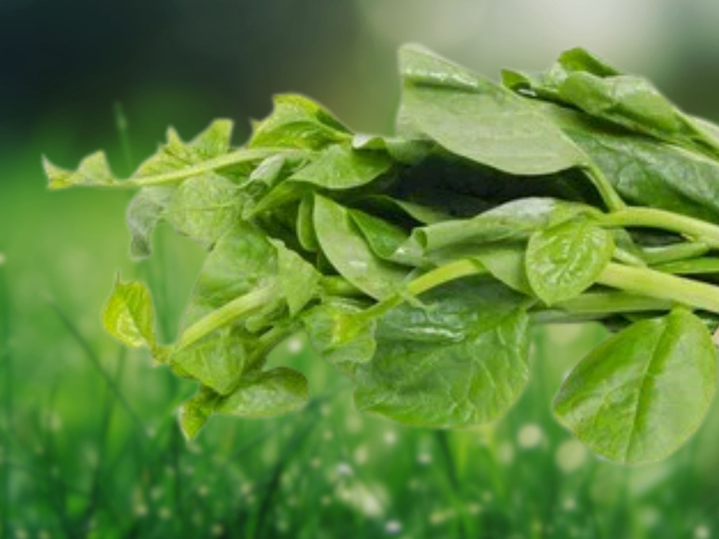 25 Malabar Spinach Seeds | Basella Alba | Ceylon Vine | Heat-Loving Leafy Green