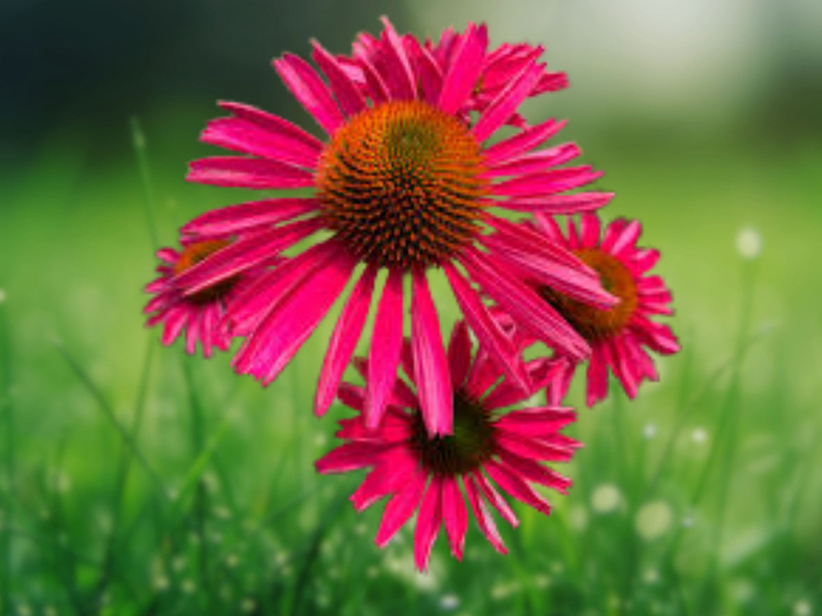 50 Pink Coneflower Seeds - Echinacea Perennial Flower Seeds for Planting