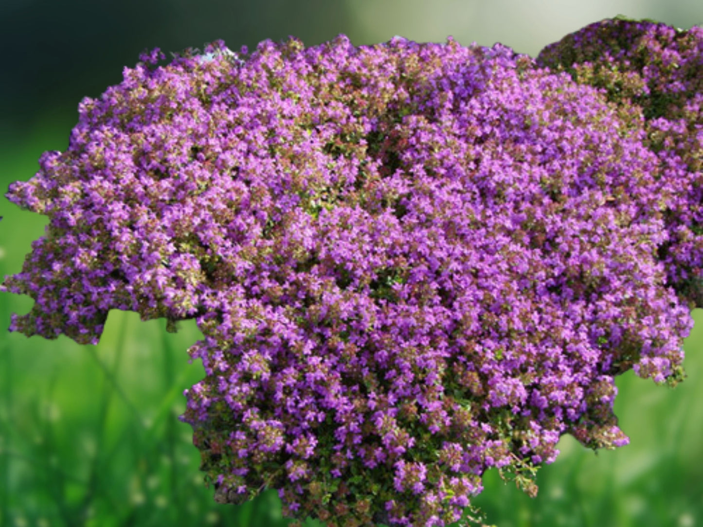 226 Gram Dwarf Creeping Thyme Seeds, Thymus Serpyllum Ground Cover, 1 Packet