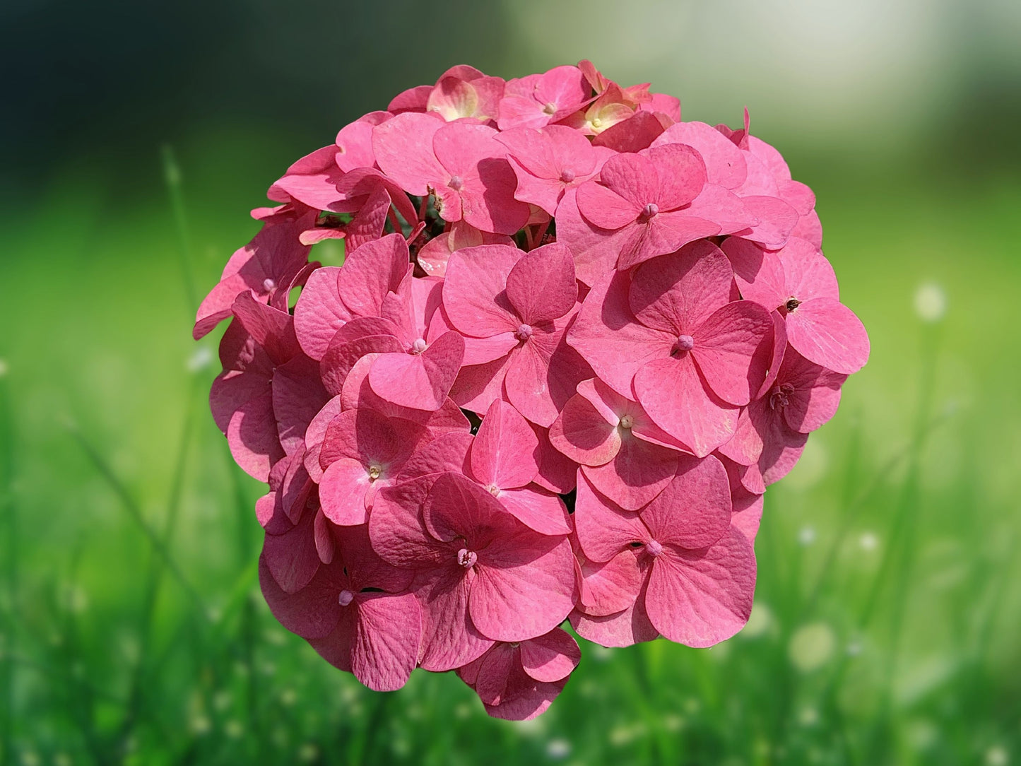 5 Seeds Pink Hydrangea Perennial Garden Shrub Flowers