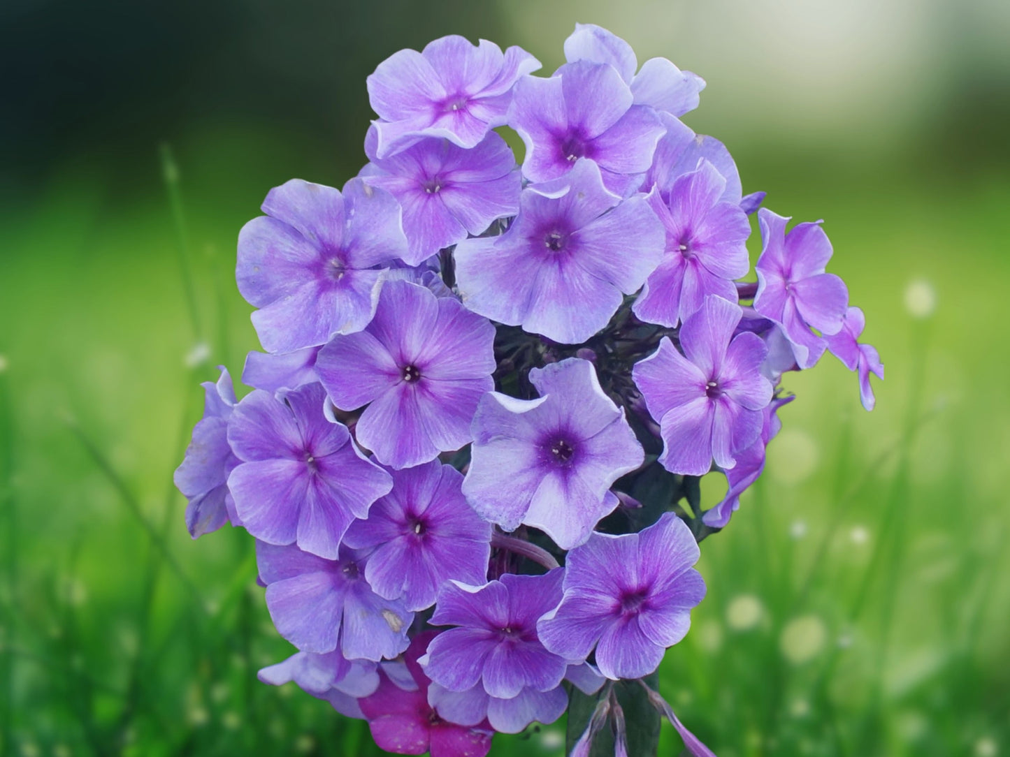 50 Blueberry Phlox Seeds - Perennial Flower Seeds for Garden