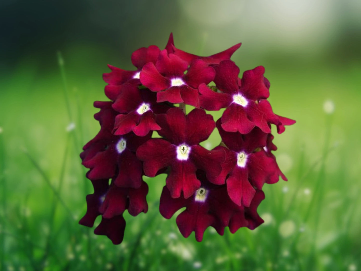50 Magenta Verbena Seeds Flower Seed Spring Perennial Flowering Blooms USA