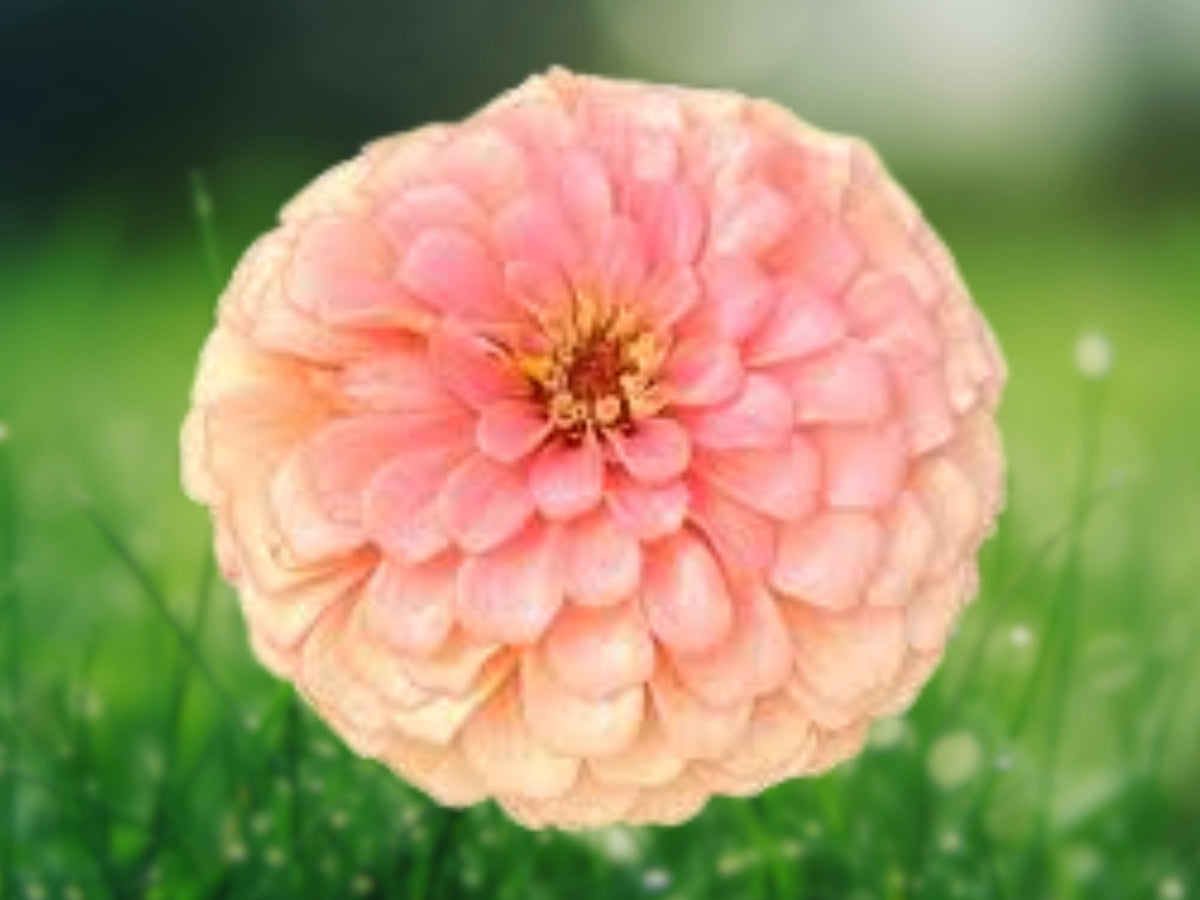 25 Salmon Rose Dahlia Seeds - Perennial Flowering Bloom