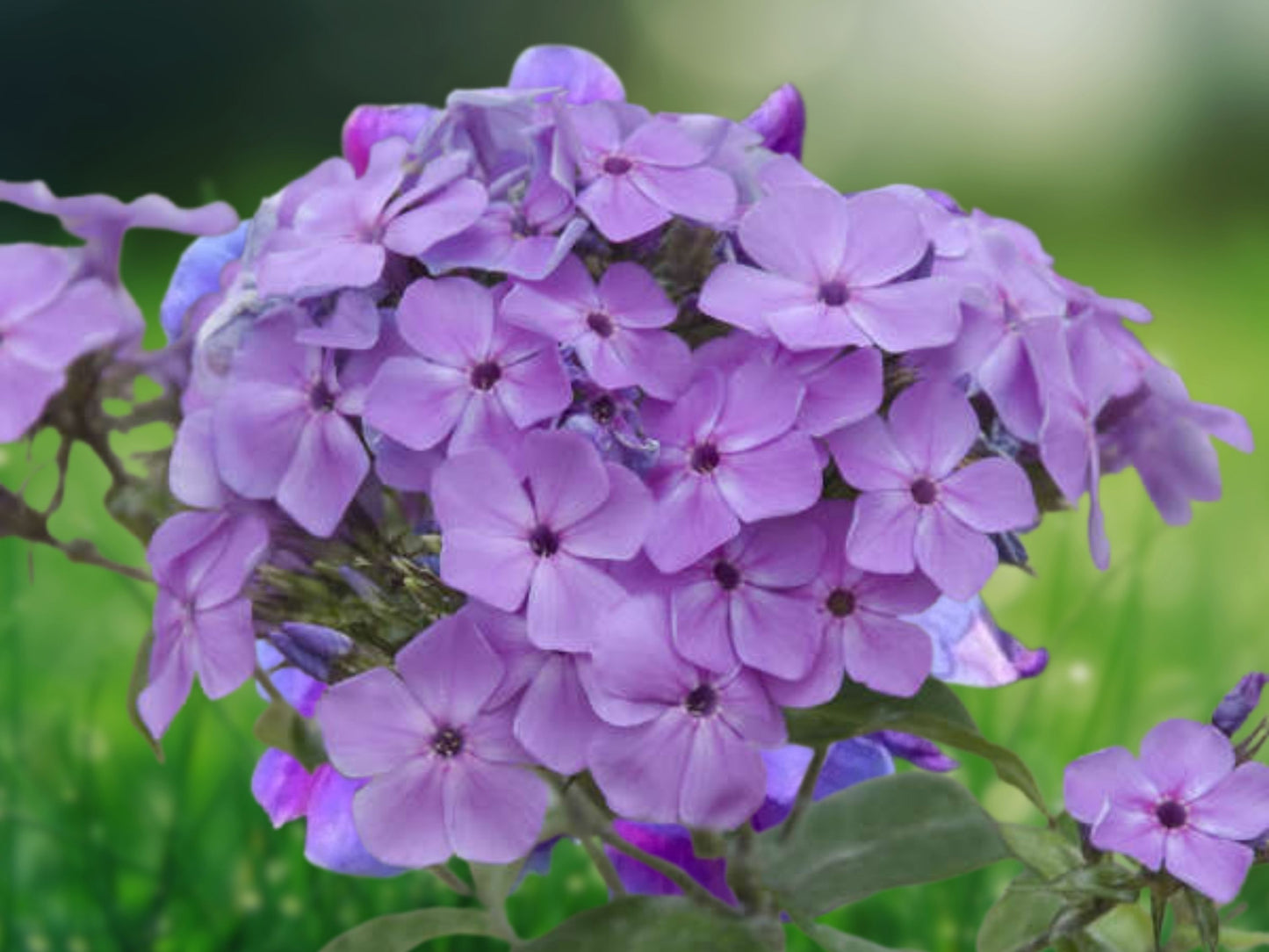 50 Purple Sparkle Phlox Seeds Flower Perennial Seed Flowers Butterfly Garden
