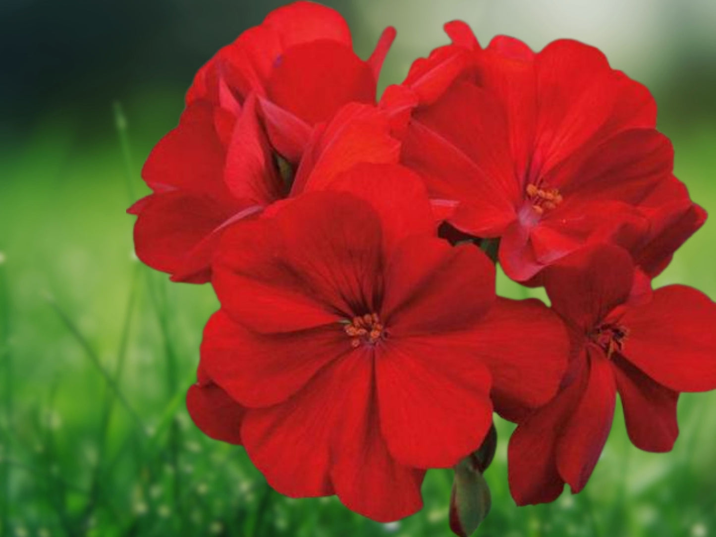 10 Seeds Red Geranium Perennial Flowers Bright Red Blooms Container Garden Easy to Grow