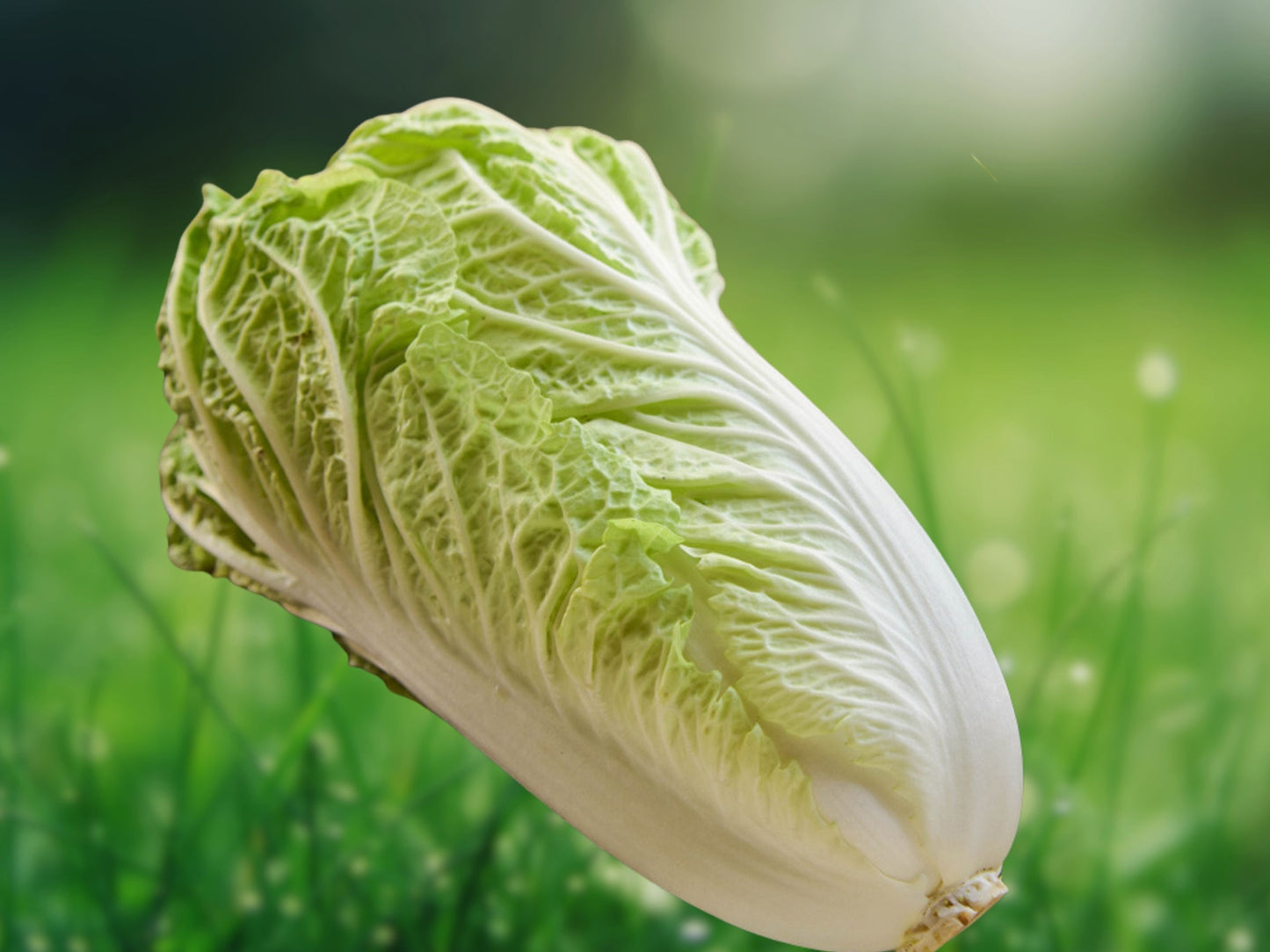 500+ Napa Cabbage Michihili Seeds | Chinese Cabbage | Non-GMO Fresh Garden Seeds