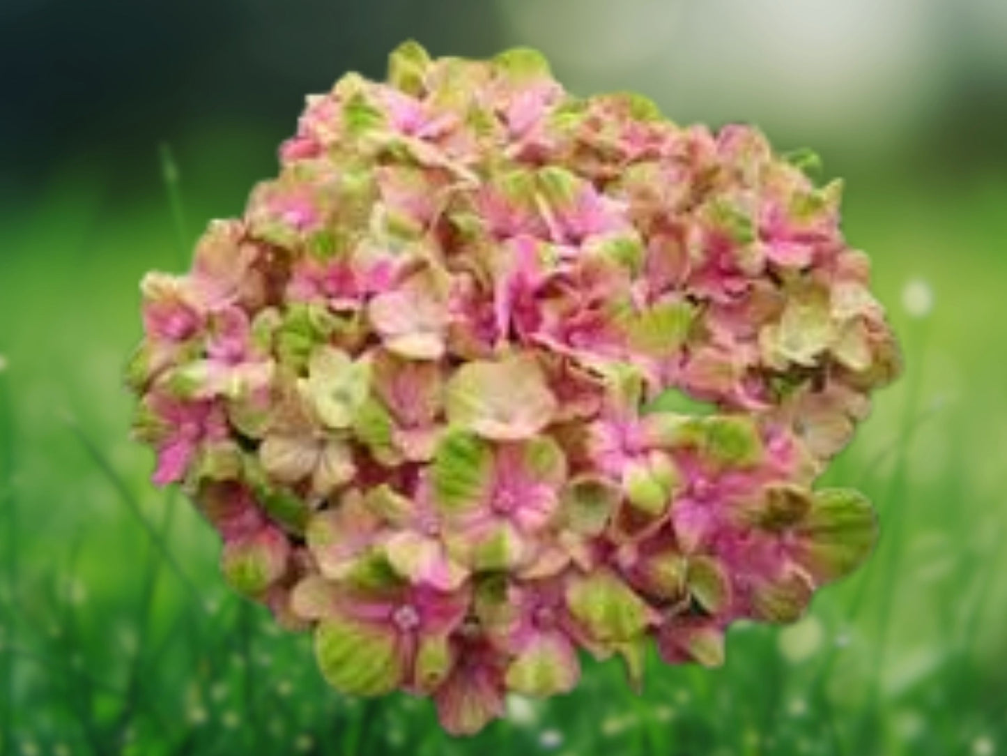 5 Seeds Amethyst Hydrangea Perennial Shrub Vibrant Purple Flowers