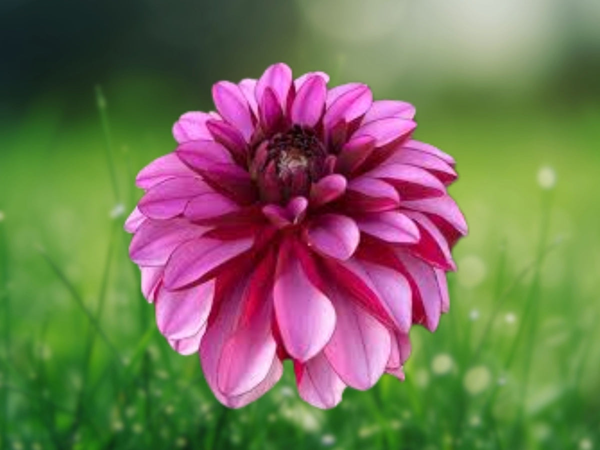 25 Melissa Ann Dahlia Seeds - Perennial Flower Seeds for Planting