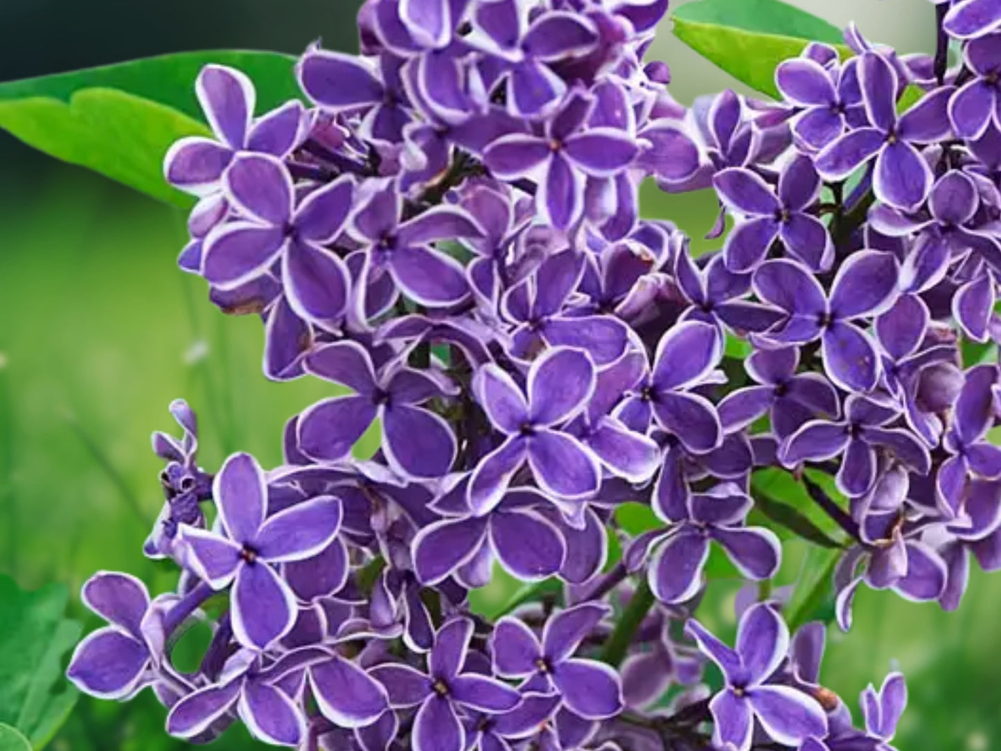 25 Seeds Lilac Tree Purple White Fragrant Hardy Perennial Flower Seeds
