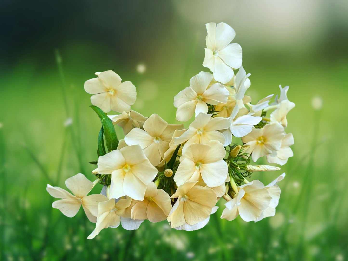 50 Snowflake Phlox Seeds Flower Perennial Seed Flowers Butterfly