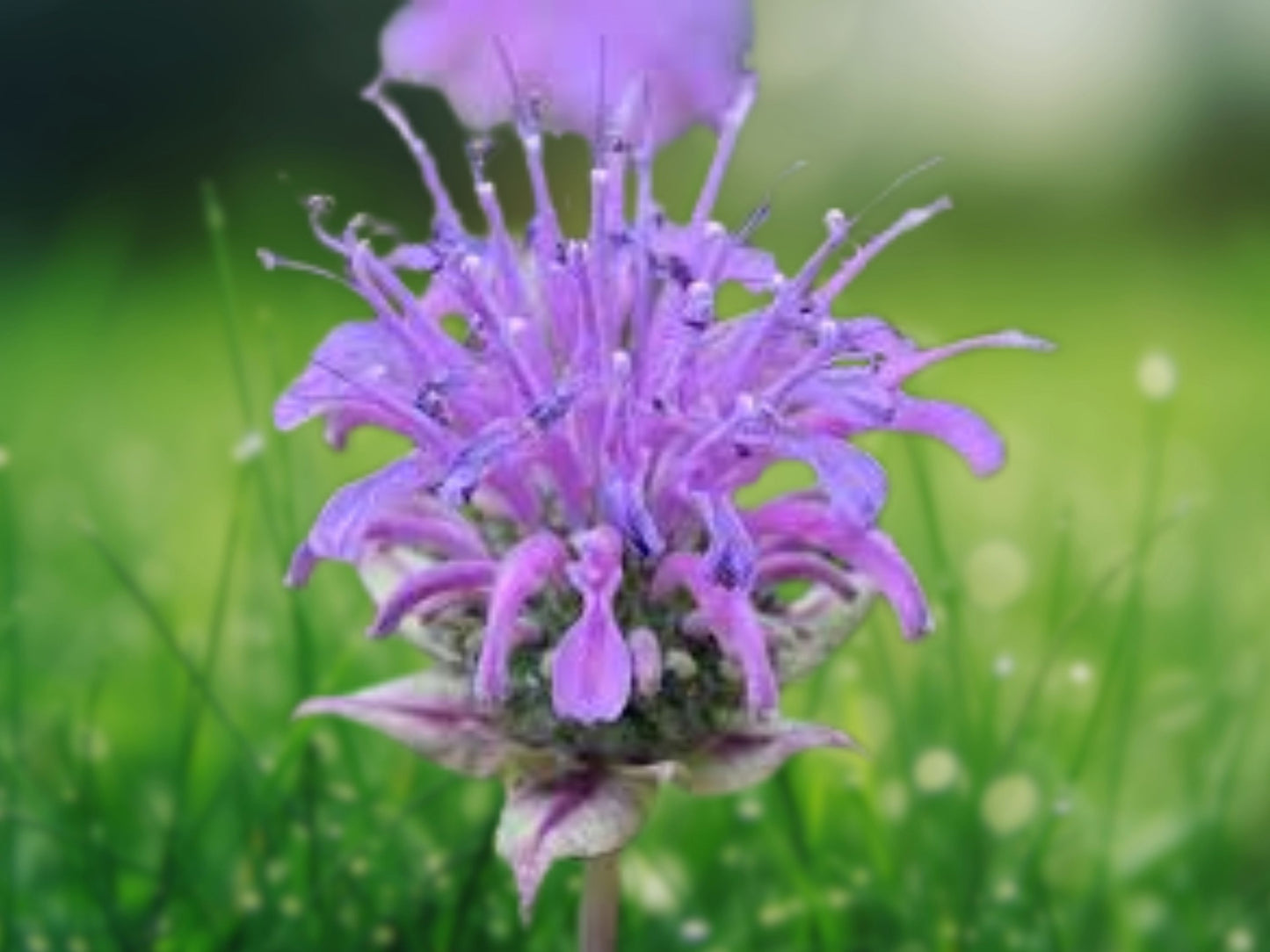 500 Seeds Wild Bergamot Bee Balm Monarda fistulosa Native Wildflower Pollinator Garden