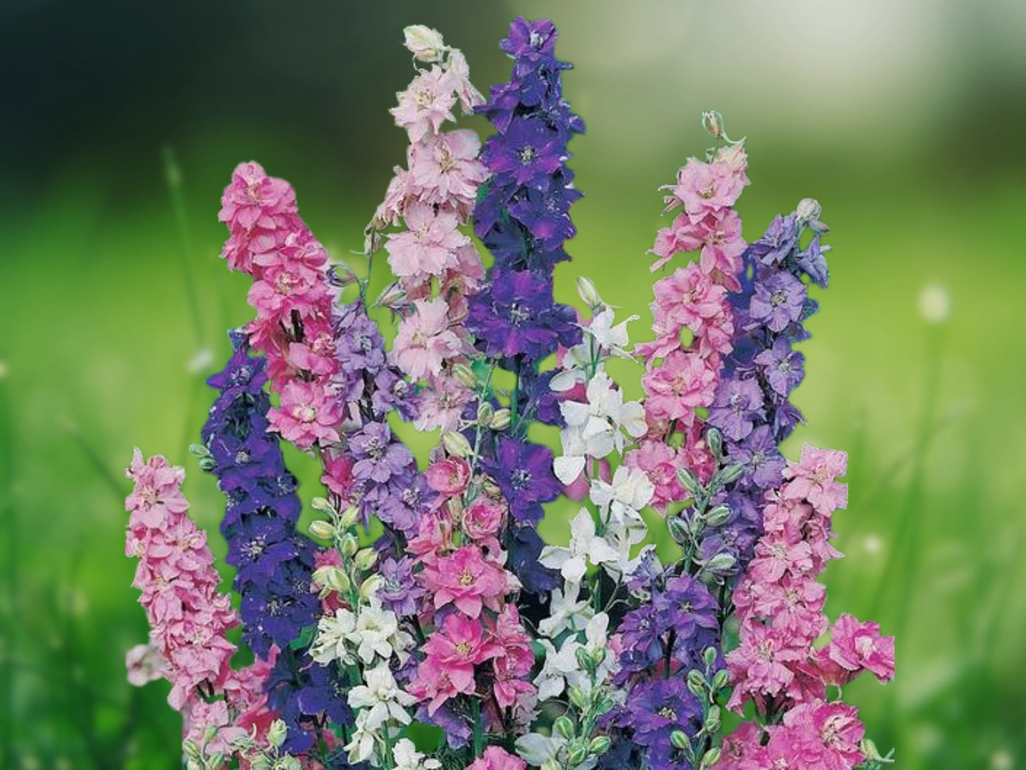 200+ Rocket Larkspur Seeds Delphinium Ajacis Annual Hummingbirds