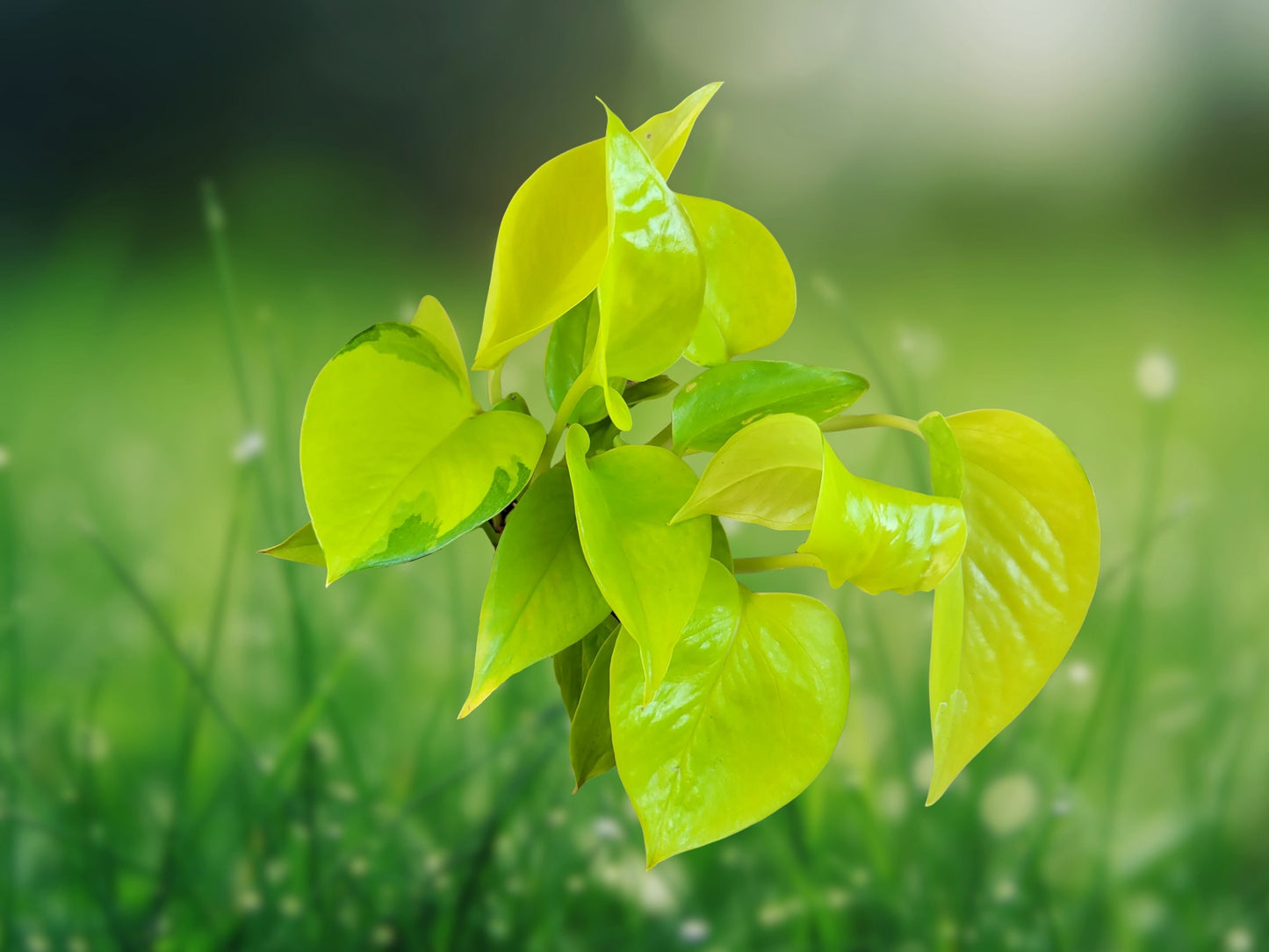 Neon Pothos Live Plant 4" Pot - Vibrant Green Houseplant Fast Shipping