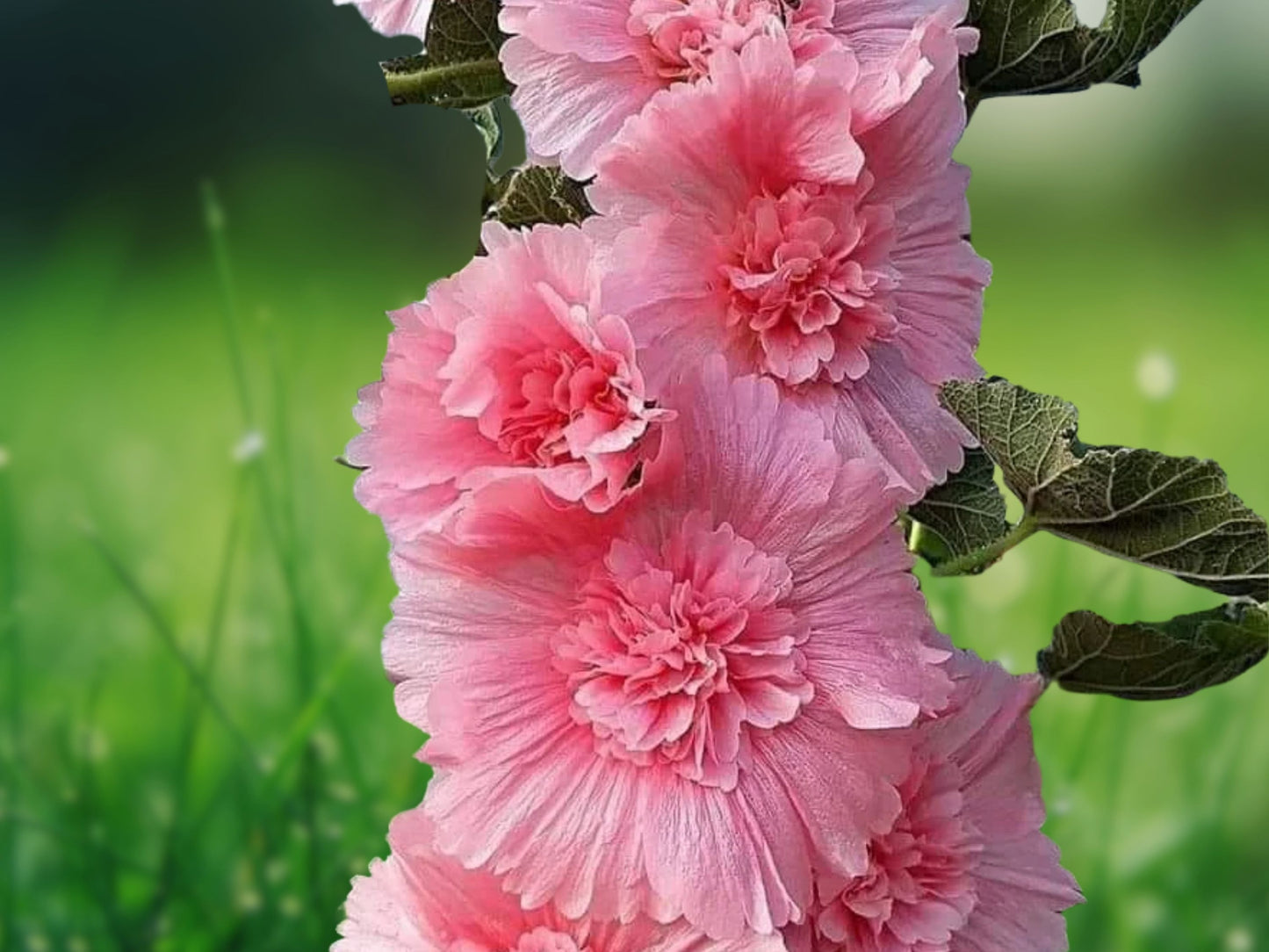 25 Seeds Double Pink Hollyhock (Alcea rosea) Perennial Flower Seeds