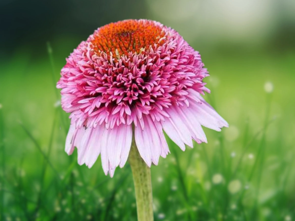 50 Butterfly Kisses Coneflower Seeds – Echinacea Perennial Flower Seeds