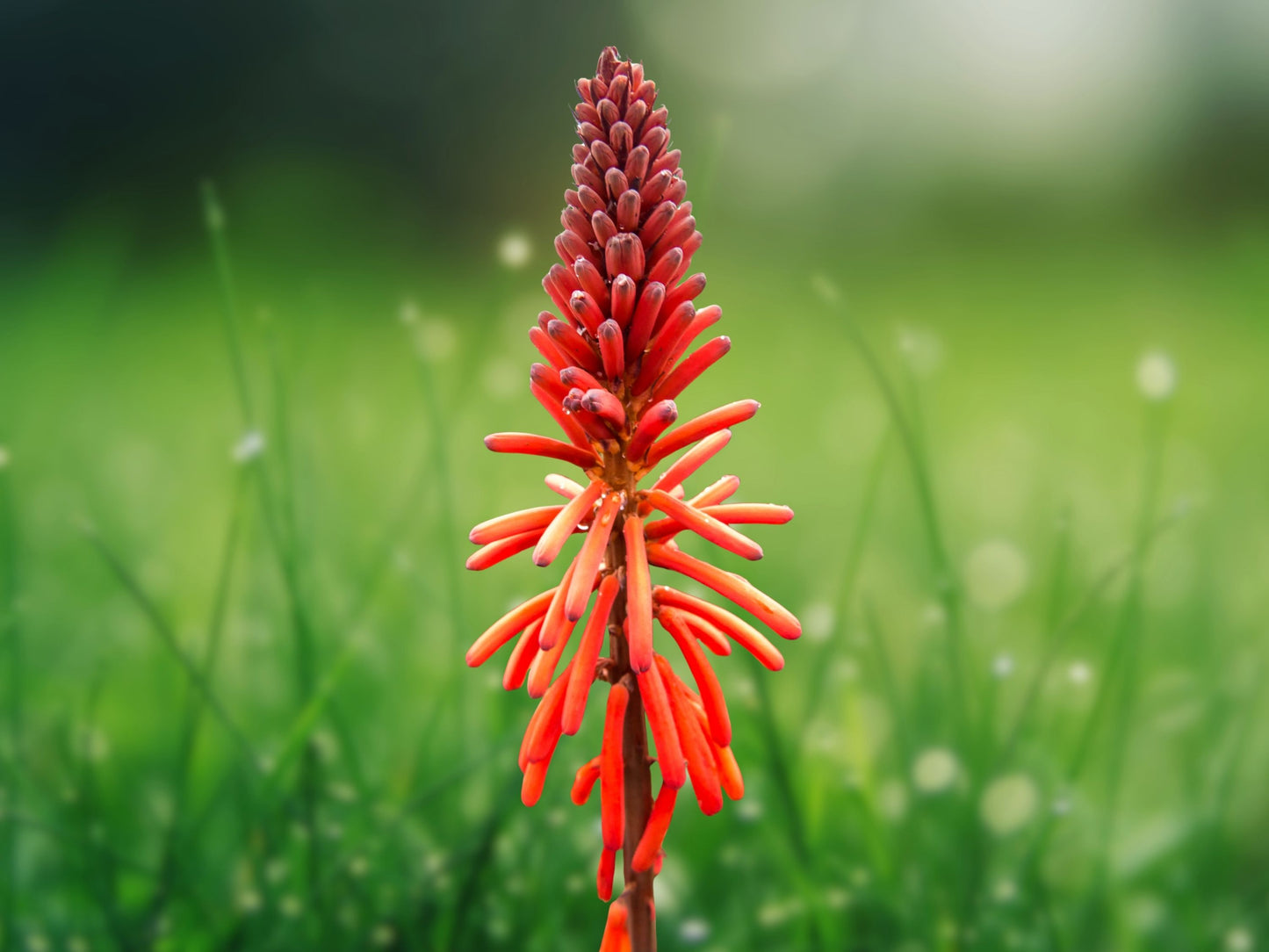 25 Seeds Red Hot Poker Torch Lily Kniphofia Uvaria Perennial Bright Red Flowers