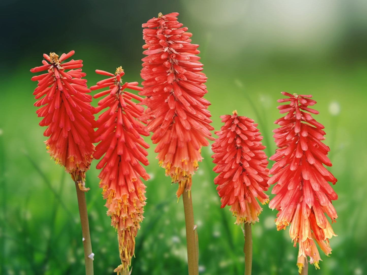 25 Seeds Kniphofia 'Poker Face' Torch Lily Red Hot Poker Perennial