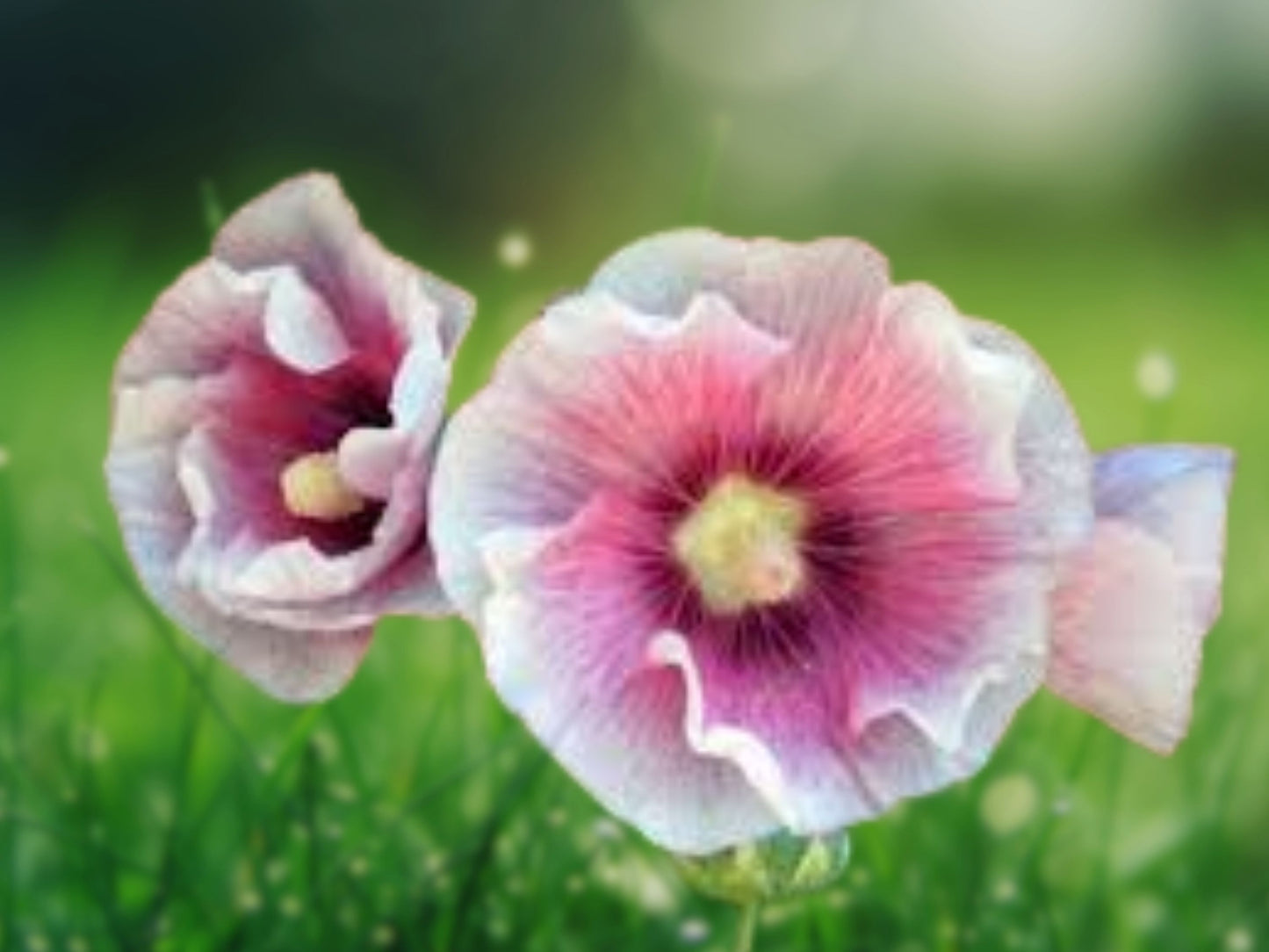 25 Seeds Blush Hollyhock Perennial Flower Seeds Heirloom Cottage Garden