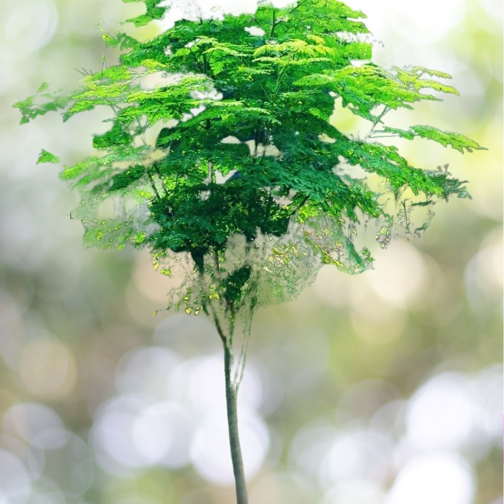 50+ Moringa Seeds for Planting | Non-GMO | Miracle Tree Seeds | Superfood Plant